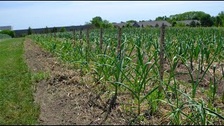 Garlic Production at Grade A Garden – Weed Management & Varieties - Virtual Field Day