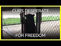 Cubs Confined to Concrete Enclosure Search for an Escape