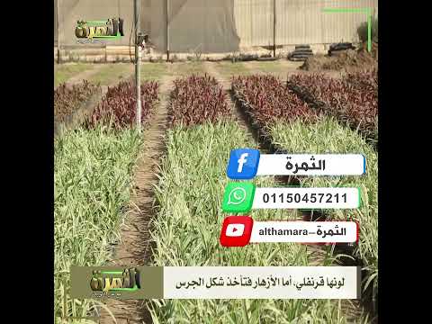 أنواع نباتات الزينة الخارجية دائمة الخضرة