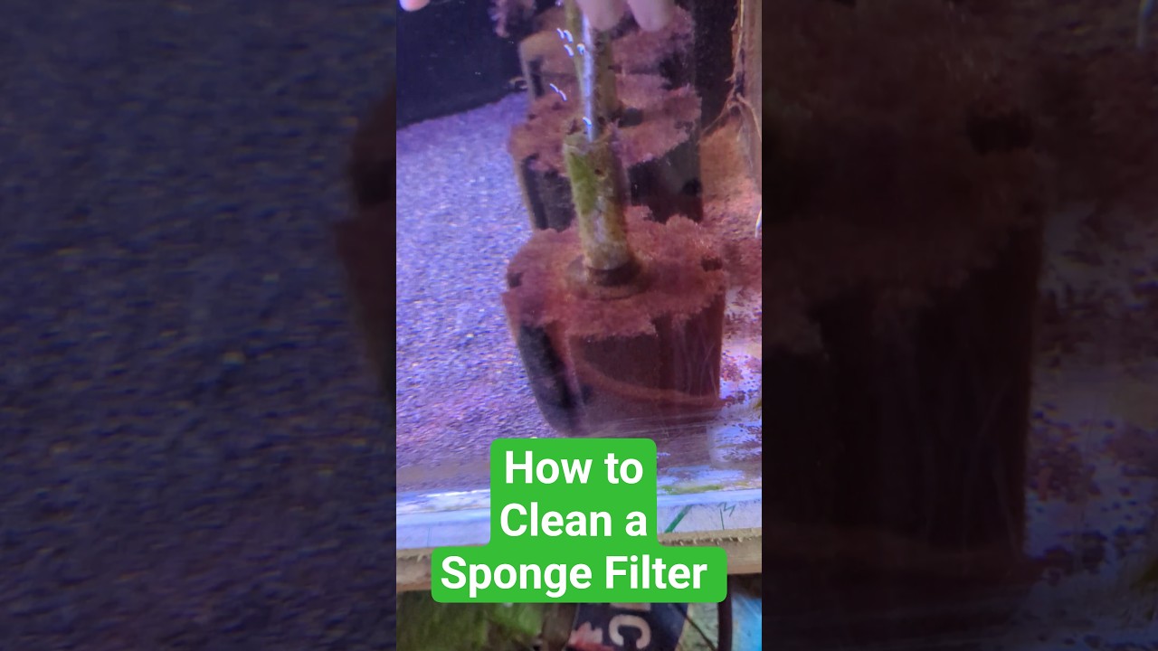 How to clean a sponge filter 