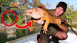 Catching Frozen Iguanas Falling From Trees ! Will They Survive ?!