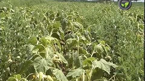 Inter Cropping, Mixed Cropping and Crop Rotation