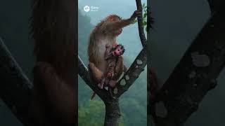 Real Wildlife Footage: Mother Monkey Drops Her Baby from High Tree #monkey