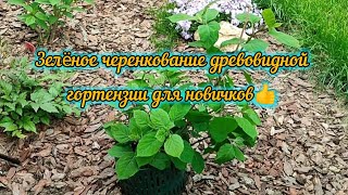 26.04.2024г. Черенкование древовидной гортензии зелëными побегами🌱🌱🌱