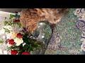 Cute persian cat plays with betta fish and flowers!