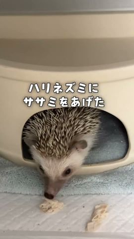ハリネズミのマロンちゃんにササミをあげました🦔♡ #ハリネズミ - YouTube