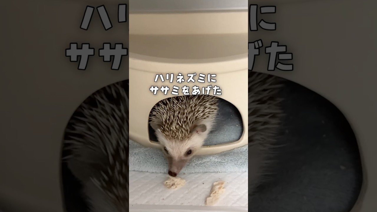 ハリネズミのマロンちゃんにササミをあげました🦔♡ #ハリネズミ - YouTube