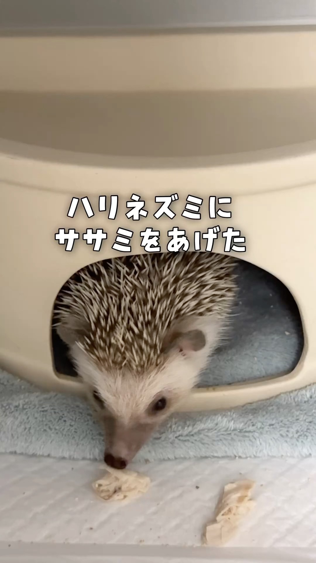 ハリネズミのマロンちゃんにササミをあげました🦔♡ #ハリネズミ - YouTube