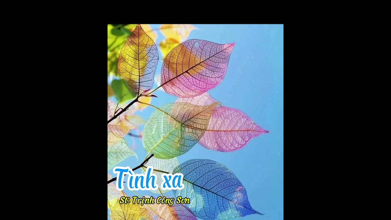 CK: TÌNH XA. ❤St: Trịnh Công Sơn. Cover: Thủy Phạm 🌷❤