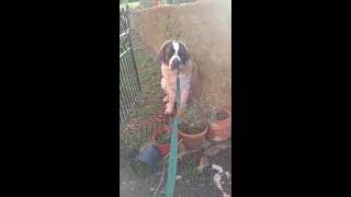 Saint Bernard Won&#39;t Move (Again)