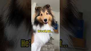 Bailey’s #SHORTS  He’s a 10, but… #sheltie #shetlandsheepdog #dogvlog #hawaii