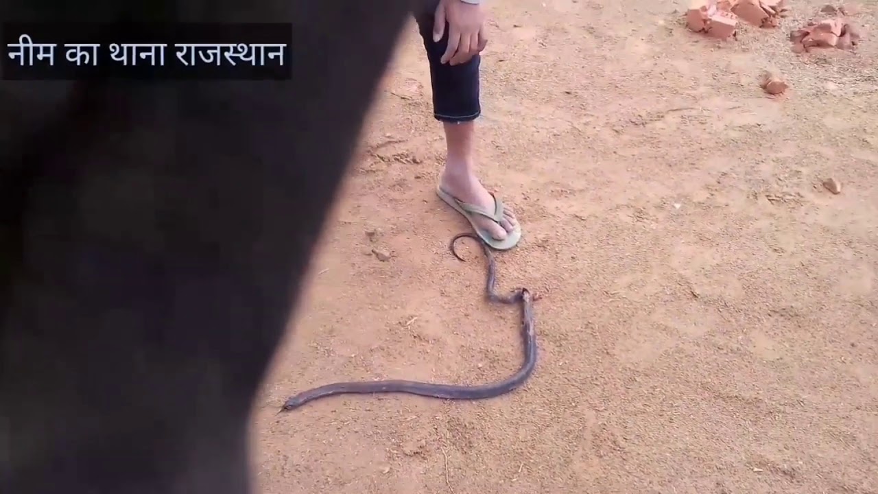 camera iphone 8 plus apk सांप को देखते ही मार देते हैं लोग यह पता नहीं करते जहरीला है या बिना जहर वाला