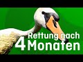 Rettung nach vier Monaten - Tiernotruf #342