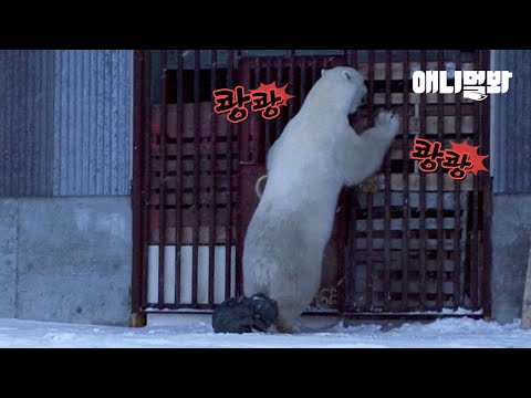 &amp;<strong>quot</strong>;나의 집을 돌려주세요&amp;<strong>quot</strong>; 북극곰이 쓰레기장 문을 두드린 이유ㅣPolar <strong>Bear</strong> Entered The Dumping Ground, Because..