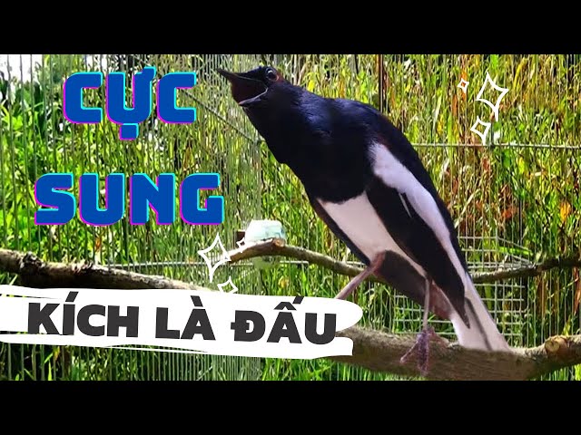 Choè than hót đấu giọng rừng CỰC SUNG Chòe Than Hót Giọng Rừng Kích Trống Căng Lửa hót | choe than class=