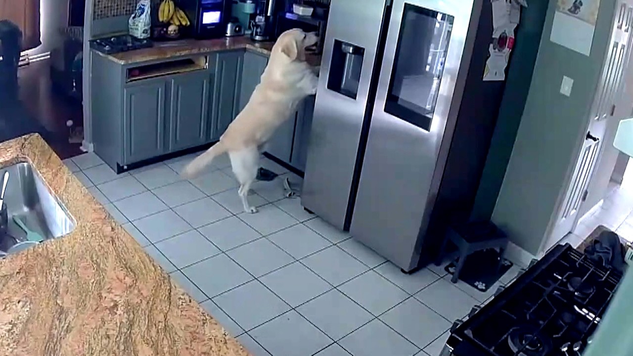 Owner Of Dog That Accidentally Started House Fire Speaks Out
