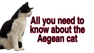 Cat breeds | The most important information about Aegean cat  | Aegean cat breed by Pet lovers 334 views 3 years ago 4 minutes, 36 seconds