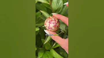 STOP Cutting Your Peonies Like This Peonies Gardening Gardentips Flowergarden Zone5b 