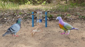 Method Unique Easy DIY Simple Bird Trap Using IZE Bottle