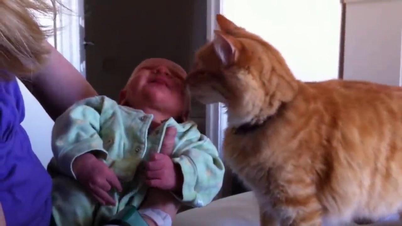 Cat's reaction when they meet babies YouTube