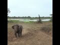 Angry wild elephants chased the jeep | 怒った野生の象がジープを追いかけた | Animals | Wildlife #shorts