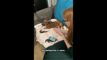 Full Emotion Code Session with a Pet