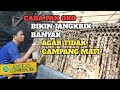 PROSES🟠BIKIN JANGKRIK BANYAK AGAR TIDAK MATI...