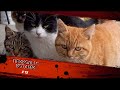 Смешные КОТЫ #15 / Лучшие приколы 2020 / Funny cats.