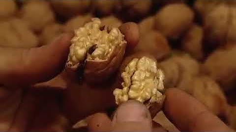 Quả Óc Chó Được Sản Xuất Ở Úc Như Thế Nào - Supernut