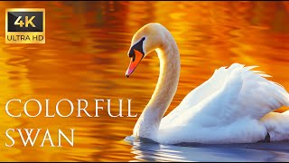 4K Colorful Swan  Beautiful Birds Sound in the Forest | Bird Melodies