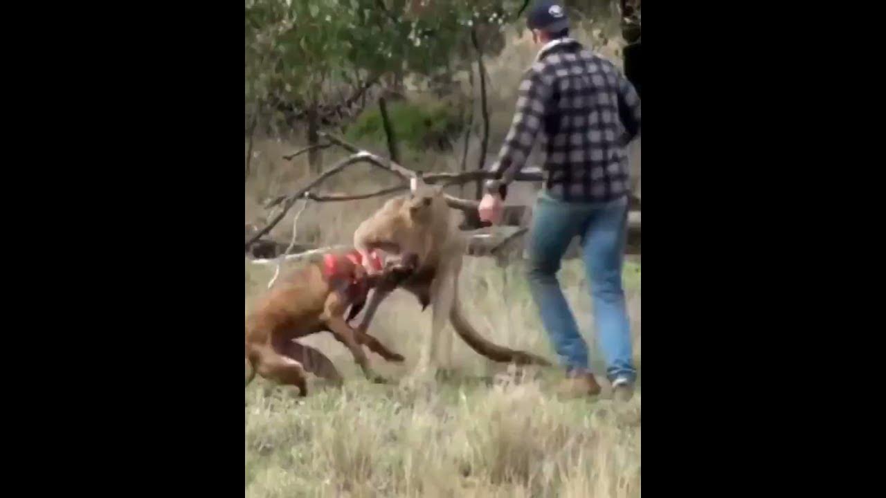 How to free your dog from a kangaroo choke hold. Kangaroo holding a dog
