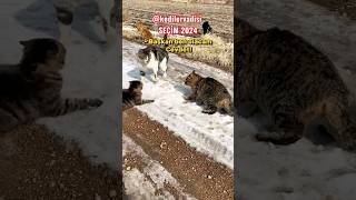 Kediler Vadisi Seçim Gerilimi ...