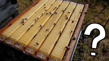 How To Get Bees To Work In The Flow Hive Supers