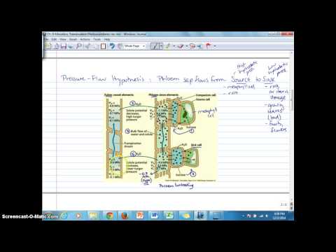 Ch.9B Phloem Loading, Unloading,  Pressure-Flow Hypothesis