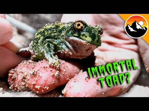 Zombie Toads Rise from the Desert!