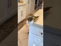 Naughty parrot 😅 #parrot #birds #pets #foryou #cute #funny #shorts #funnyparrot #ytshorts #funniest