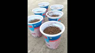 #Gardening How to germinate Papaya seeds