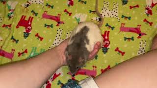 Blueberry chilling on my hand ❤️ by Shadow The Rat 2,282 views 3 months ago 1 minute, 14 seconds