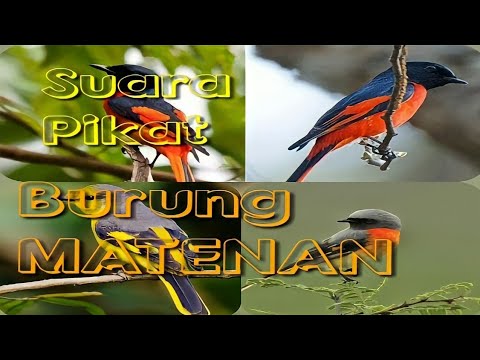 Suara Pikat Burung Mantenan Burung Sepah Youtube