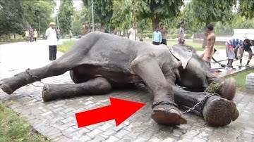 Raju The Elephant Cries After Being Rescued Following 50 Years Of Abuse In Chains