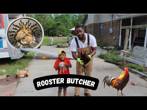 This Is How We Butcher Unwanted Roosters! (Graphic) (Scold) (Pluck) (Process)