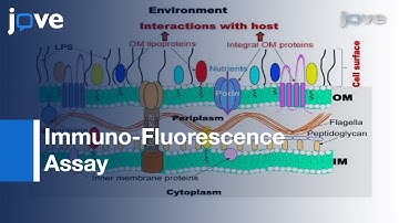 Immuno-Fluorescence Assay: Leptospiral Surface-Exposed Proteins l Protocol Preview