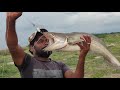 Amazing Big Pathan fish spoon fishing