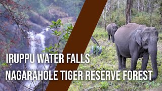 Nagarahole tiger reserve forest | Iruppu Falls | Karnataka Tourisum | Week end trip around Bengaluru