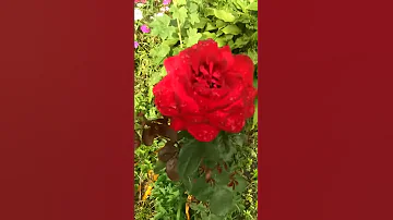 самая большая и красивая роза  🌹
