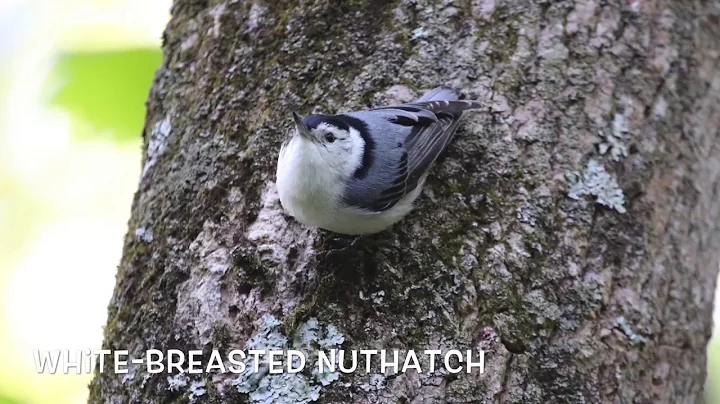 Birding Adventure at McKaig Nature Center