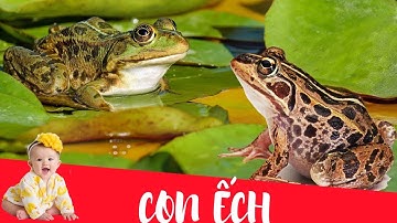 Dạy bé học con ếch | Dạy em bé tập nói tên và hoạt động các con vật