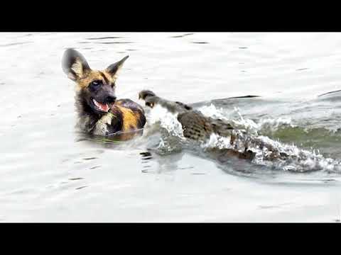 Анаконда утянула ягуара под воду.