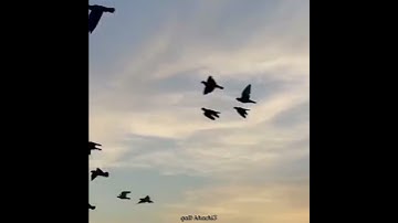 قرآن كريم تلاوة مؤثرة ارح قلبك و سمعك 🎧💙حالة واتس اسلامية /القدس 🇵🇸💔