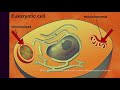 The Life and Function of Mitochondria and Chloroplasts